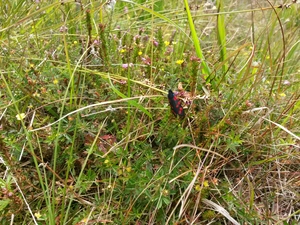 Scotch burnet among wildflowers